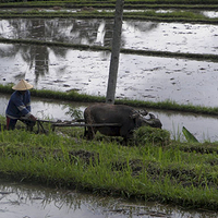 Photo de Bali - Jatiluwih